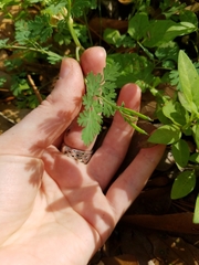 Corydalis micrantha