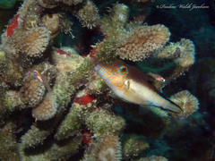 Canthigaster rostrata