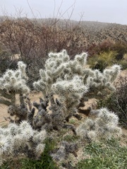 Cylindropuntia chuckwallensis