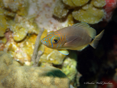 Hypoplectrus unicolor