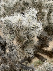 Cylindropuntia chuckwallensis