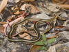California Striped Racer - Photo (c) Bill Bouton, some rights reserved (CC BY-NC)