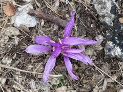 Colchicum bulbocodium