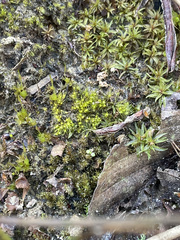 Pleuridium acuminatum