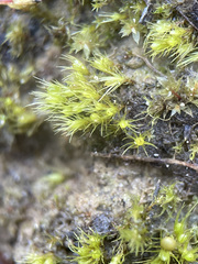 Pleuridium acuminatum