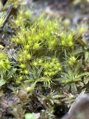 Pleuridium acuminatum