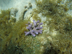 Porites
