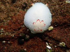 Acanthodoris nanaimoensis