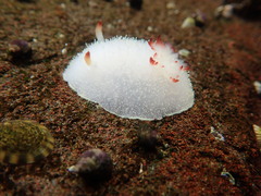 Acanthodoris nanaimoensis
