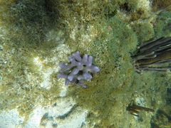 Porites