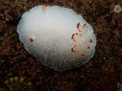 Acanthodoris nanaimoensis