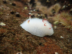Acanthodoris nanaimoensis