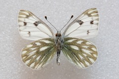 Pontia callidice