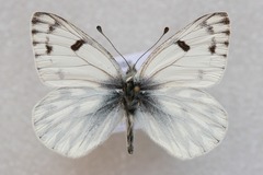Pontia callidice