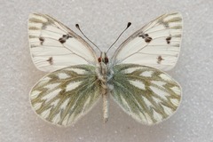 Pontia callidice