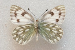 Pontia callidice