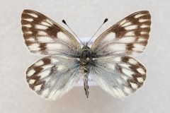 Pontia callidice