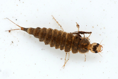 Platambus maculatus