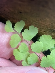 Adiantum jordanii