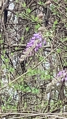 Wisteria sinensis