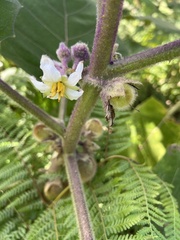 Solanum quitoense