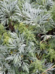Artemisia australis