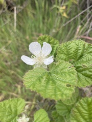 Rubus parviflorus