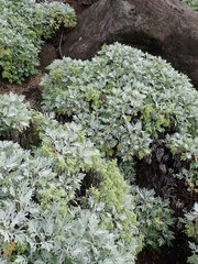 Artemisia australis