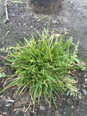 Poa annua