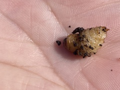 Scyphophorus acupunctatus