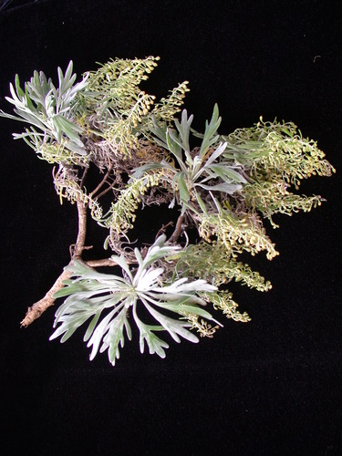 Artemisia australis observed 2006-01-10