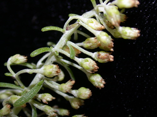 Artemisia australis observed 2006-01-10