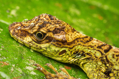 Anolis aequatorialis