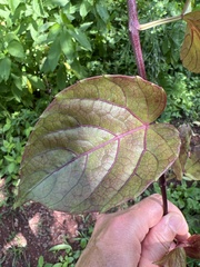 Passifloraceae