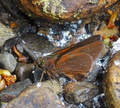 Decinea neroides neroides