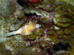 Canthigaster rostrata