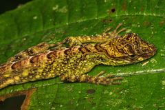 Anolis aequatorialis