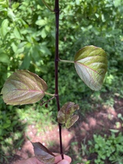 Passifloraceae