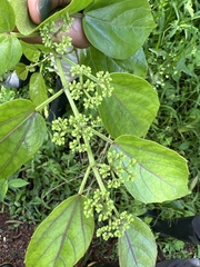 Passifloraceae