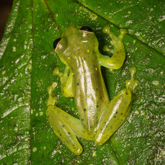 Espadarana prosoblepon