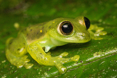 Espadarana prosoblepon