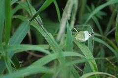 Eurema elathea