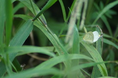 Eurema elathea