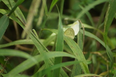 Eurema elathea