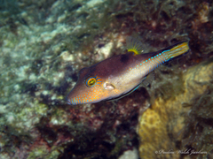 Canthigaster rostrata