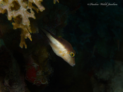 Canthigaster rostrata