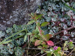 Epilobium minutum