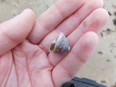Steromphala cineraria