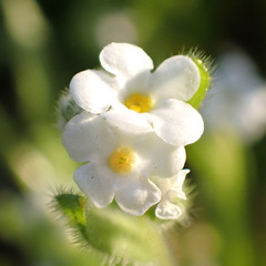 Plagiobothrys collinus
