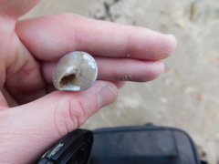 Steromphala cineraria